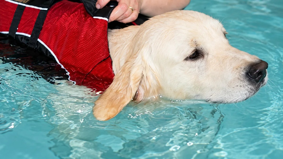 Suffolk Canine Country Club